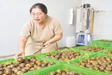 Khu vực "ru ngủ" ốc của gia đình chị Đặng Thế Quỳnh Anh.