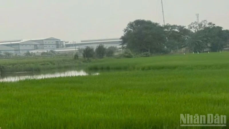 Nông nghiệp Việt Nam khởi sắc đầu năm 2026 với nhiều tín hiệu tích cực