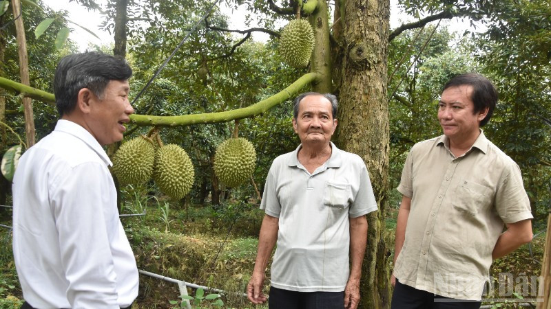 Đồng chí Lê Hà Luân (bên phải) trao đổi với nông dân xã Long Tiên, tỉnh Đồng Tháp về hướng phát triển cây sầu riêng.