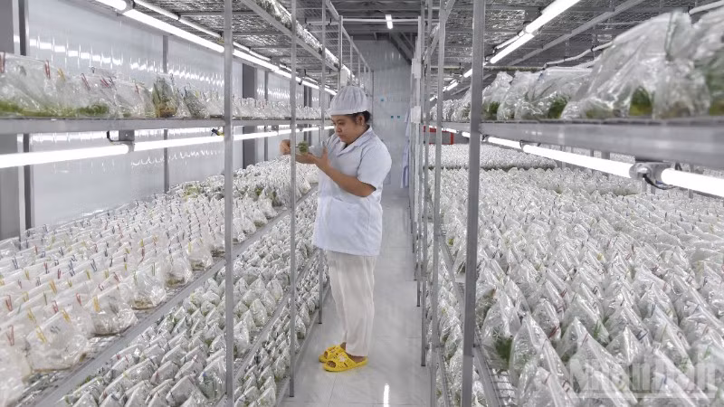 Giống cấy mô tại Hợp tác xã Nông nghiệp công nghệ cao Kim Phát.