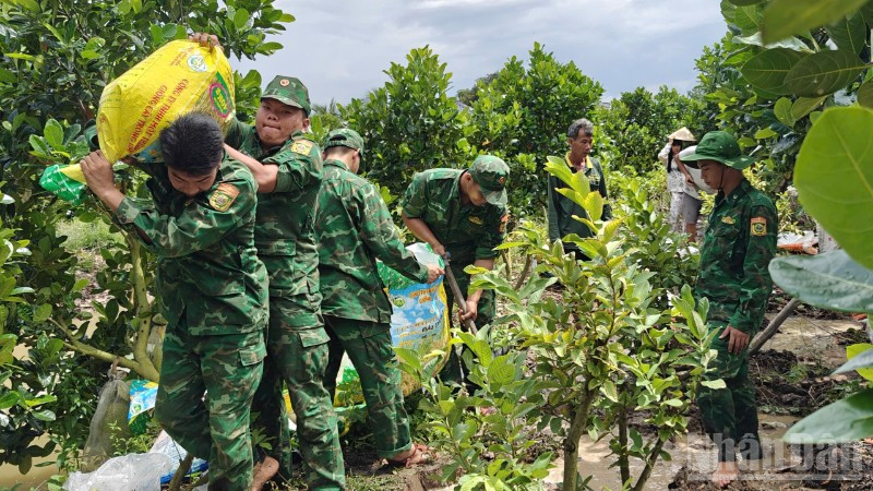 Bộ đội Biên phòng Đồng Tháp giúp dân gia cố bờ bao trên địa bàn (ảnh Đoàn Phát).