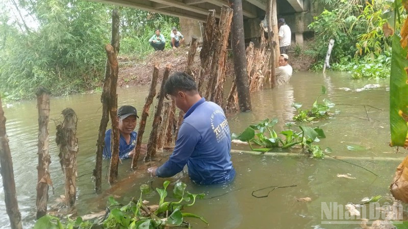 Người dân xã Mỹ Thành, tỉnh Đồng Tháp chủ động đắp đập tạm để bảo vệ vườn cây ăn trái của mình khi triều cường dâng cao.