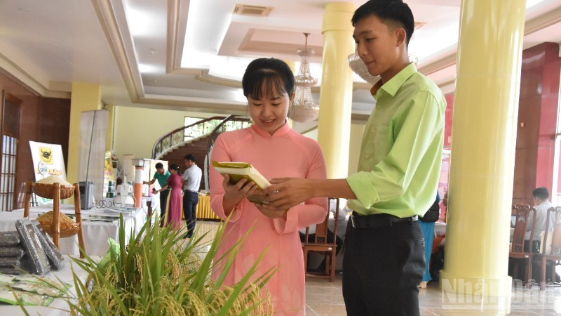 Tìm hiểu giống lúa mới đạt chất lượng tại hội nghị.
