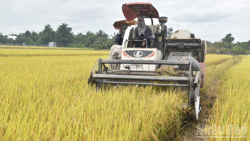 Áp dụng cơ giới hóa vào thu hoạch lúa ở tỉnh Đồng Tháp.