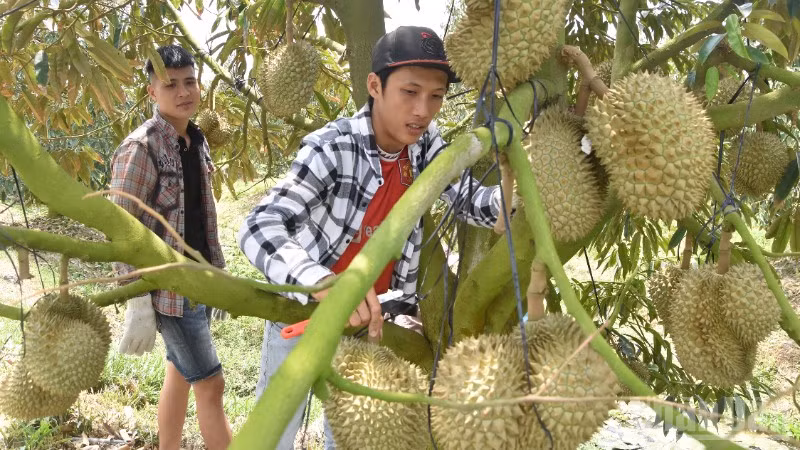 Sầu riêng là loại quả đặc sản của tỉnh Đồng Tháp.