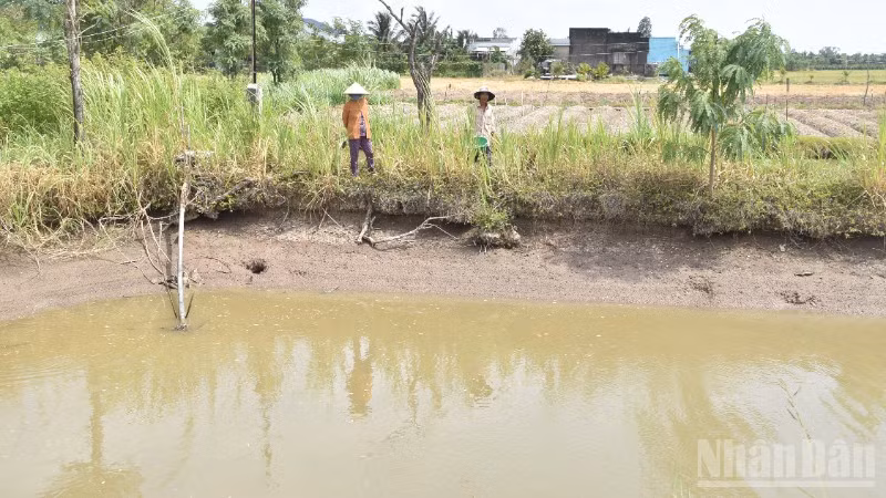 Người dân xã Tân Điền, tỉnh Đồng Tháp chủ động tích trữ nguồn dưới ao để tưới cho rau màu.