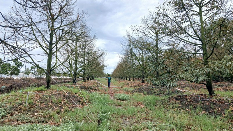 Vườn sầu riêng ở tỉnh Đồng Tháp bị thiệt hại do nước nổi, triều cường vừa qua.