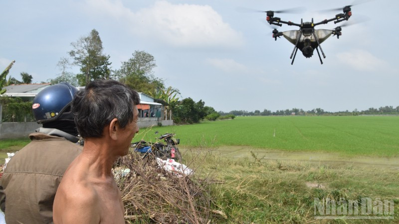 Một nông dân ở xã Mỹ Thành, tỉnh Đồng Tháp thuê máy bay không người lái (drone) để phun phân bón cho đồng ruộng.