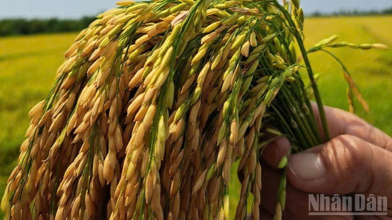 Hạt lúa Đồng bằng sông Cửu Long cần nâng cao giá trị.