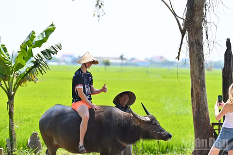 Khách quốc tế thích thú khi bắt gặp hình ảnh người dân Quảng Nam chăn trâu trên cánh đồng xanh mướt. (Ảnh: THẾ ĐẠI)