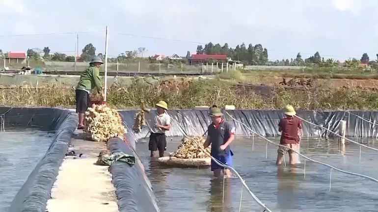 Nghề nuôi hàu giống mang lại thu nhập cao cho người dân huyện Kim Sơn (Ảnh: Kim Sơn) z6689907864583-3a1297b311df126cf0ade5eb04517ad2-1.jpg