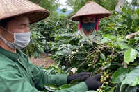 Trồng cà-phê giúp nông dân Điện Biên vươn lên làm giàu. (Ảnh: nhandan.vn)