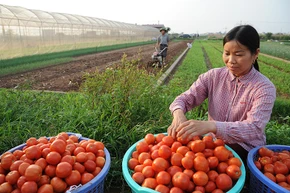 Nông dân HTX rau quả sạch Chúc Sơn, huyện Chương Mỹ (TP Hà Nội) thu hoạch cà chua. Ảnh: QUANG ANH.