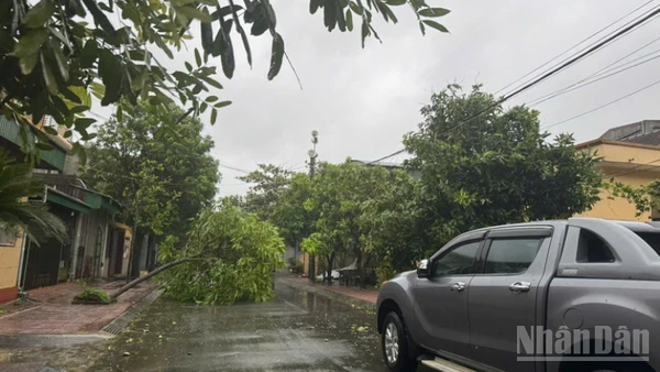 Nhiều cây đổ gây nghẽn lưu thông trên các tuyến đường bộ tại tỉnh Hà Tĩnh sau bão số 5.