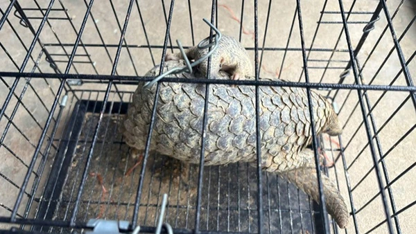 Cá thể Tê Tê người dân Thanh Hóa đem giao nộp cho cơ quan chức năng.