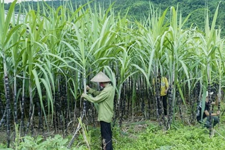 Ảnh minh họa. (Nguồn: TTXVN)