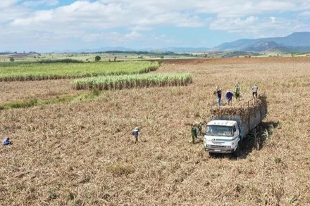 Một vùng mía nguyên liệu ở tỉnh Gia Lai. (Ảnh: TTXVN)