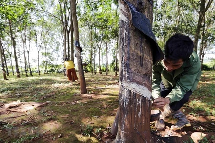 Khai thác mủ cao-su. (Ảnh minh họa: Trần Việt/TTXVN)