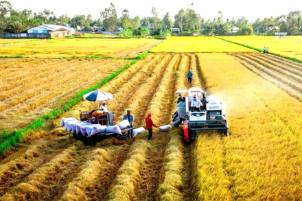 Ngành lúa gạo trước áp lực phát thải và cơ hội bứt phá xanh