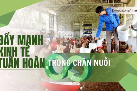 Đẩy mạnh kinh tế tuần hoàn trong chăn nuôi 