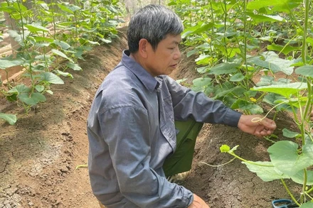 Mô hình ứng dụng IPHM vào canh tác dưa vàng tại bản Bó, phường Chiềng An, thành phố Sơn La (tỉnh Sơn La).
