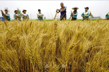 Một cánh đồng lúa mì ở tỉnh Hà Bắc, Trung Quốc. (Ảnh: THX/TTXVN)