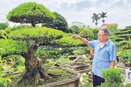 Cựu chiến binh Vũ Mạnh Hùng chăm sóc các tác phẩm cây cảnh trong khuôn viên nhà ở phường Vị Khê (Ninh Bình).