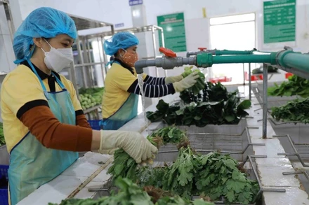 Một doanh nghiệp tại xã Sơn Đồng (Hà Nội) sơ chế, đóng gói rau xanh. (Ảnh: TTXVN)