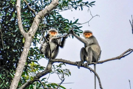 Voọc chà vá chân xám ở xã Tam Mỹ, thành phố Đà Nẵng.