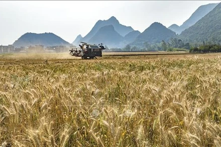 Thu hoạch lúa mì trên cánh đồng ở tỉnh Vân Nam, Trung Quốc, ngày 4/4/2024. (Ảnh: THX/TTXVN)