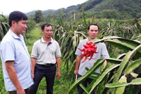 Cán bộ khuyến nông huyện Như Xuân trao đổi với nông hộ xã Cát Vân kỹ thuật chăm sóc cây thanh long ruột đỏ.