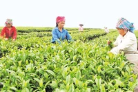 Người dân thị trấn Tân Uyên, huyện Tân Uyên (Lai Châu) thu hoạch chè. Ảnh: PHẠM GIANG