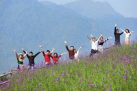 Chiêm ngưỡng hoa đỗ quyên trên đỉnh Hoàng Liên Sơn