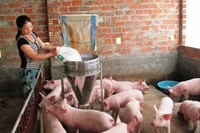 Mô hình trang trại chăn nuôi gia súc được nhân rộng trong hội viên phụ nữ Hà Tĩnh, góp phần giúp chị em thoát nghèo bền vững.