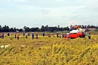 Nông dân thu hoạch lúa ở đồng bằng sông Cửu Long.