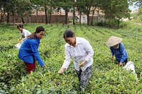 Hằng năm, UBND huyện Sơn Ðộng (Bắc Giang) hỗ trợ nhiều giống chè mới cho nông dân, giúp người dân phát triển kinh tế. Trong ảnh: Thu hoạch chè Bát Tiên tại thị trấn Thanh Sơn. Ảnh: HÀ THU