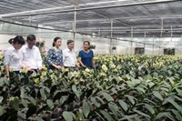 Cán bộ Hội Nông dân và Hội Phụ nữ thăm mô hình trang trại trồng hoa lan ứng dụng công nghệ cao tại xã Phú Lâm (huyện Tiên Du).