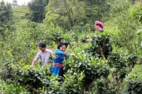 Thu hái chè shan tuyết tại bản Phìn Hồ, xã Thông Nguyên, huyện Hoàng Su Phì (Hà Giang). Ảnh: THANH THỦY