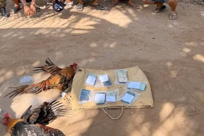 Hiện trường vụ đá gà ăn thua bằng tiền.