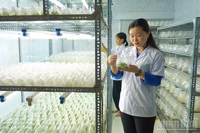 Chị Nguyễn Phượng Hằng tại phòng nuôi cấy mô của cơ sở Cây giống cấy mô HF.