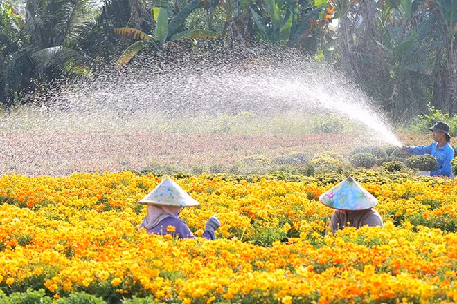 Nông dân Sa Đéc chăm sóc hoa kiểng.