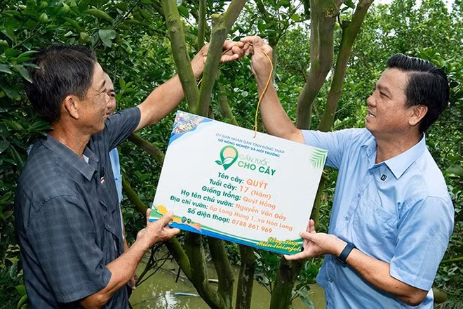 Phó Giám đốc Sở Nông nghiệp và Môi trường tỉnh Đồng Tháp Lê Chí Thiện (bên phải) cùng nông dân thực hiện gắn bảng cho cây quýt hồng.