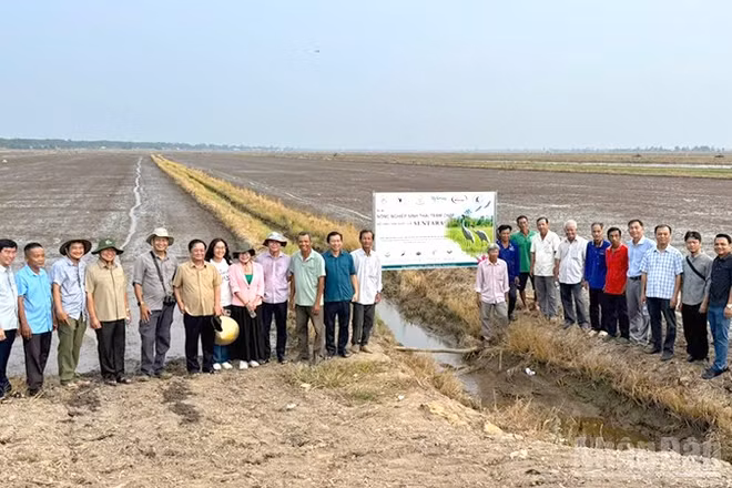 Mô hình lúa sinh thái trong vùng đệm Vườn quốc gia Tràm Chim (tỉnh Đồng Tháp), một thí dụ của bảo đảm an ninh sinh thái trong môi trường sản xuất nông nghiệp vùng Đồng bằng sông Cửu Long.