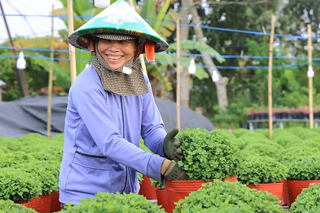 Nông dân Sa Đéc chăm sóc hoa. (Ảnh: Ban tổ chức)
