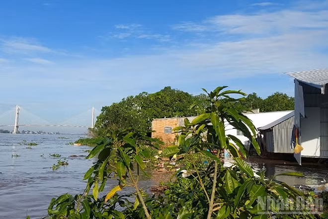 Vụ sạt lở tại khóm Tân Tịch, phường Cao Lãnh gây thiệt hại tài sản, cây ăn trái của người dân.