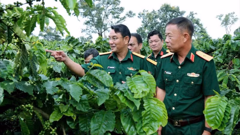 Đại diện Công ty Cà-phê 15 tham quan vườn.