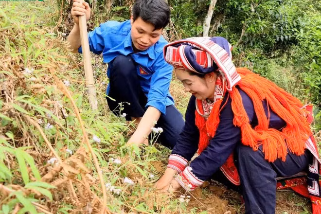 Bà con thôn Chiến Thắng, xã Hồ Thầu hưởng ứng Lễ phát động trồng dặm cây trà Shan tuyết cổ thụ. (Ảnh: Huy Hạnh)