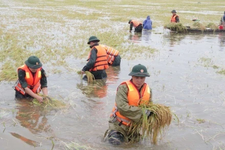 Bộ đội đã được huy động giúp dân cứu lúa.