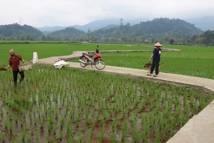 Một tuyến đường nội đồng ở xã Lục Bình, huyện Bạch Thông được cứng hoá nhờ người dân hiến đất, góp công. (Ảnh: HƯƠNG DỊU)