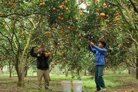 Người dân tỉnh Hòa Bình thu hoạch cam. (Ảnh: AN THÀNH ĐẠT)
